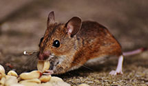 24 Hour & Emergency Exterminators in Plainfield, NJ